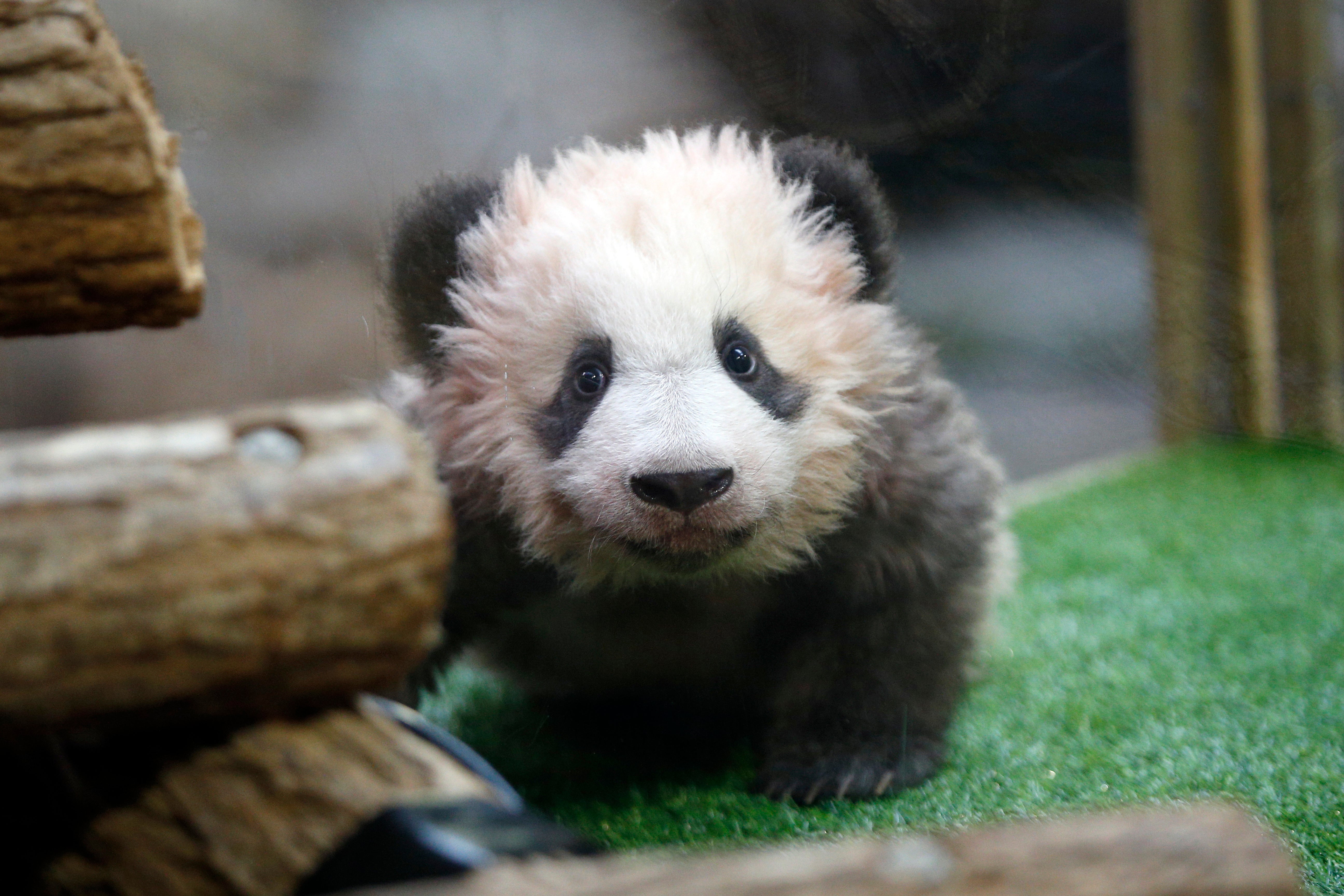 This is what a real panda cub looks like