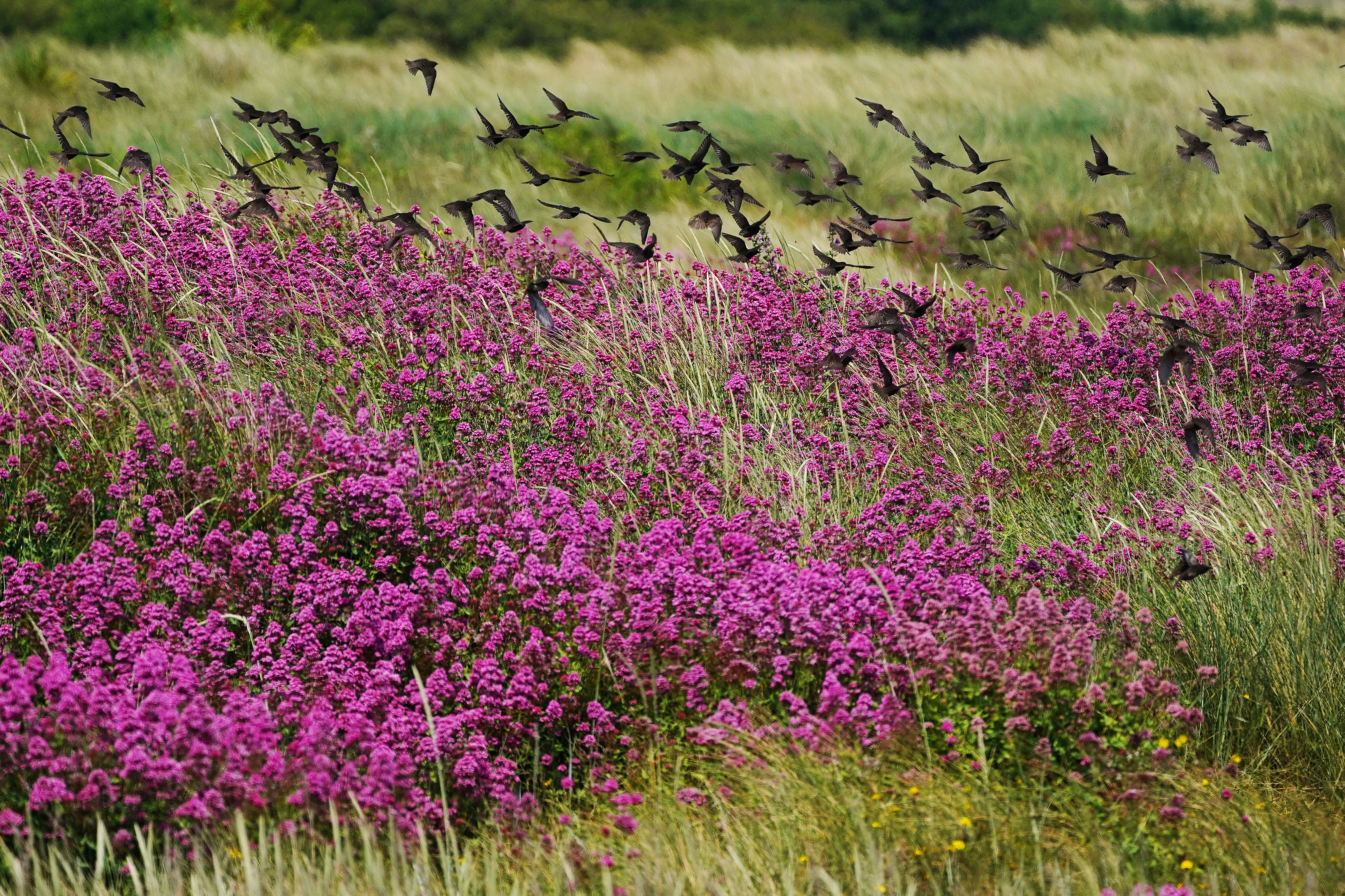 The Lords Environment and Climate Change Committee has said the Government is ‘clearly not on course’ to deliver its international commitment to protect 30% of England’s land and sea for nature by 2030 (Brian Lawless/PA)