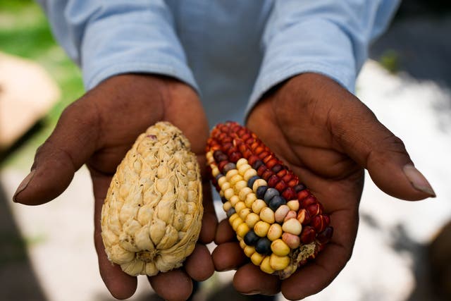 Mexico Native Corn