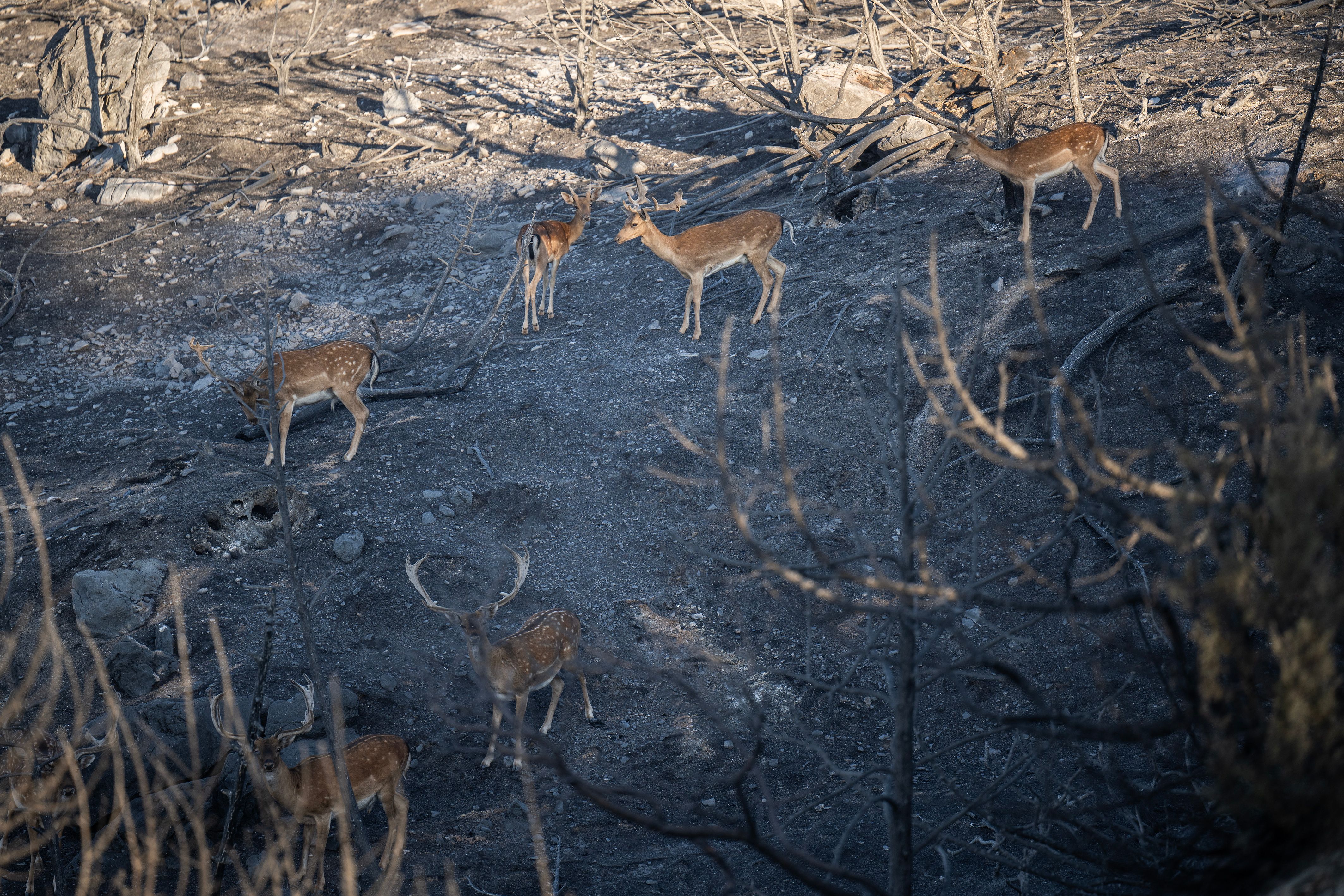 Fallow deer walks in the charred forest near Asklipeio on the Greek island of Rhodes