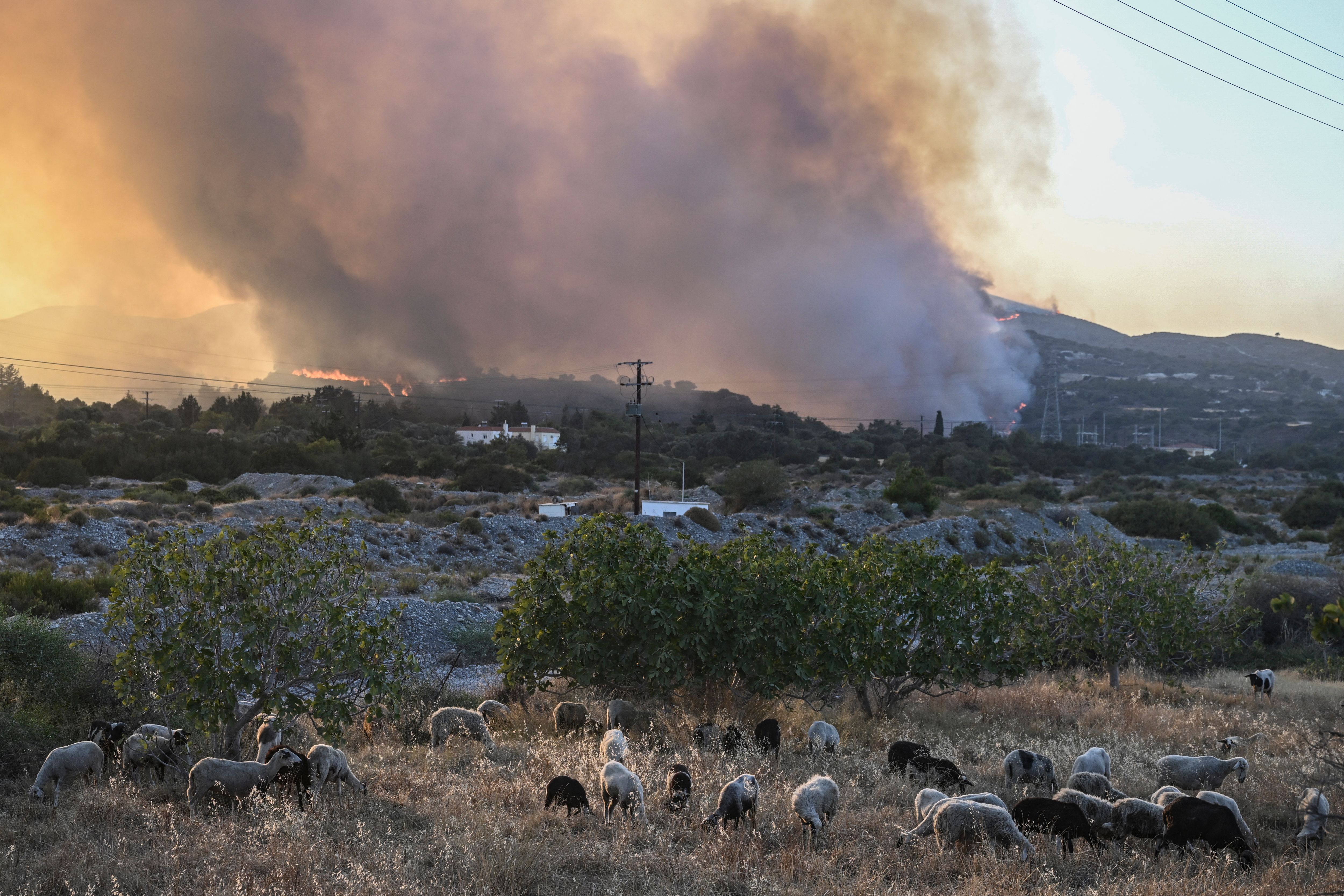 Smoke towers over grazing sheep as clouds become a regular sight