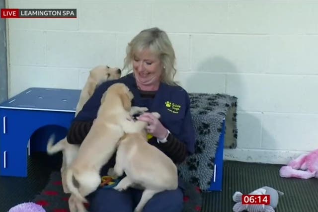 <p>Adorable guide dog puppies interrupt BBC Carol Kirkwood’s weather forecast.</p>