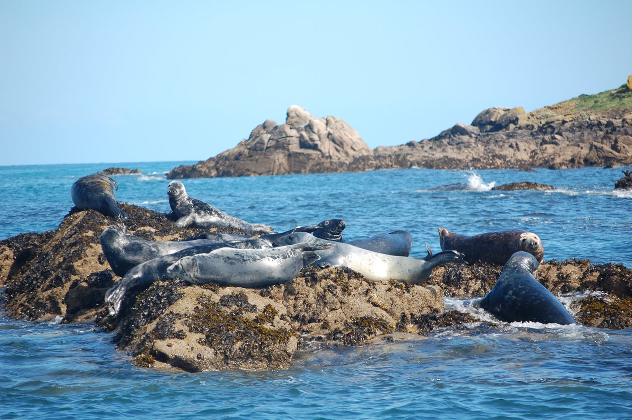 Grey seals are native to the waters around Scilly