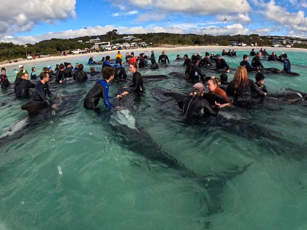 Race to rescue nearly 50 beached whales after mysterious mass stranding: &lsquo;We&rsquo;ve never seen anything like this&rsquo;