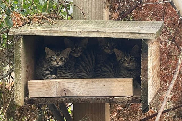 A total of 11 wildcats have been born in four litters at a conservation centre in the Scottish Highlands (Saving Wildcats/ Royal Zoological Society of Scotland/PA)