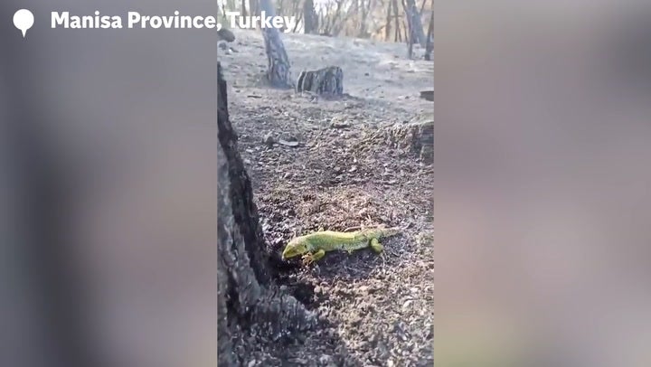 <p>Good Samaritan gives water to thirsty lizard after devastating wildfire leaves Turkish forest in ashes</p>