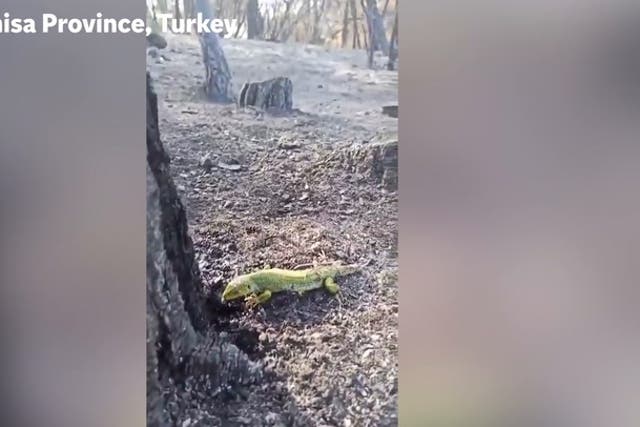 <p>Good Samaritan gives water to thirsty lizard after devastating wildfire leaves Turkish forest in ashes</p>