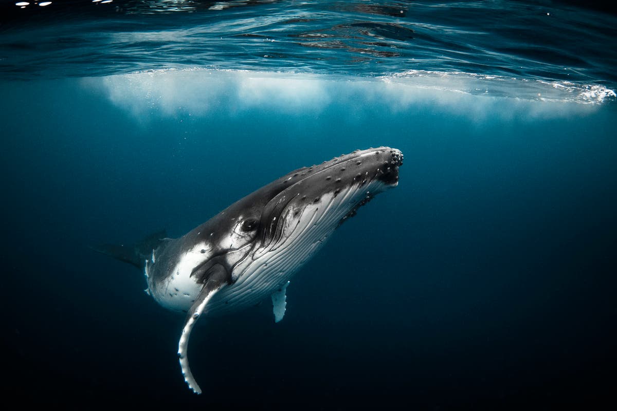 Young humpback whale ‘hog-tied’ to 300-pound crab pot is freed by Alaska rescuers