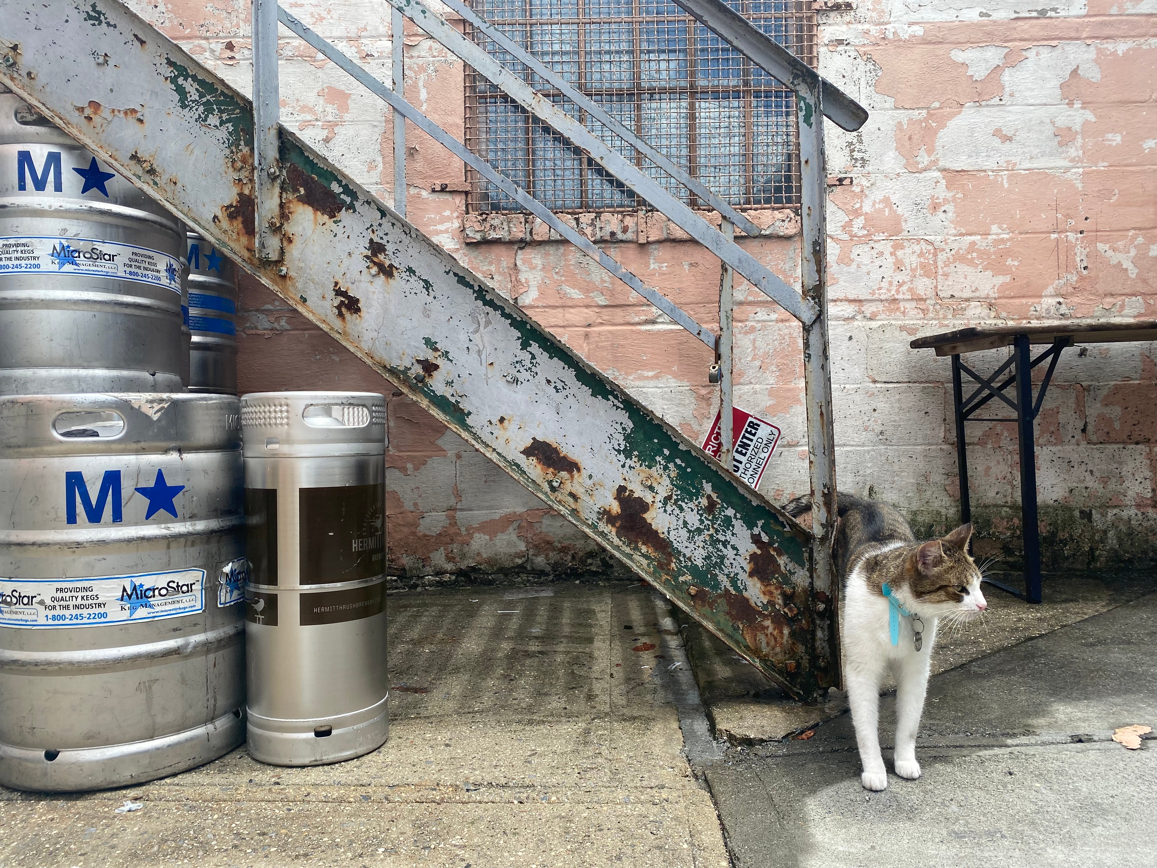 Evil Twin Brewing cat has its own resident moggy