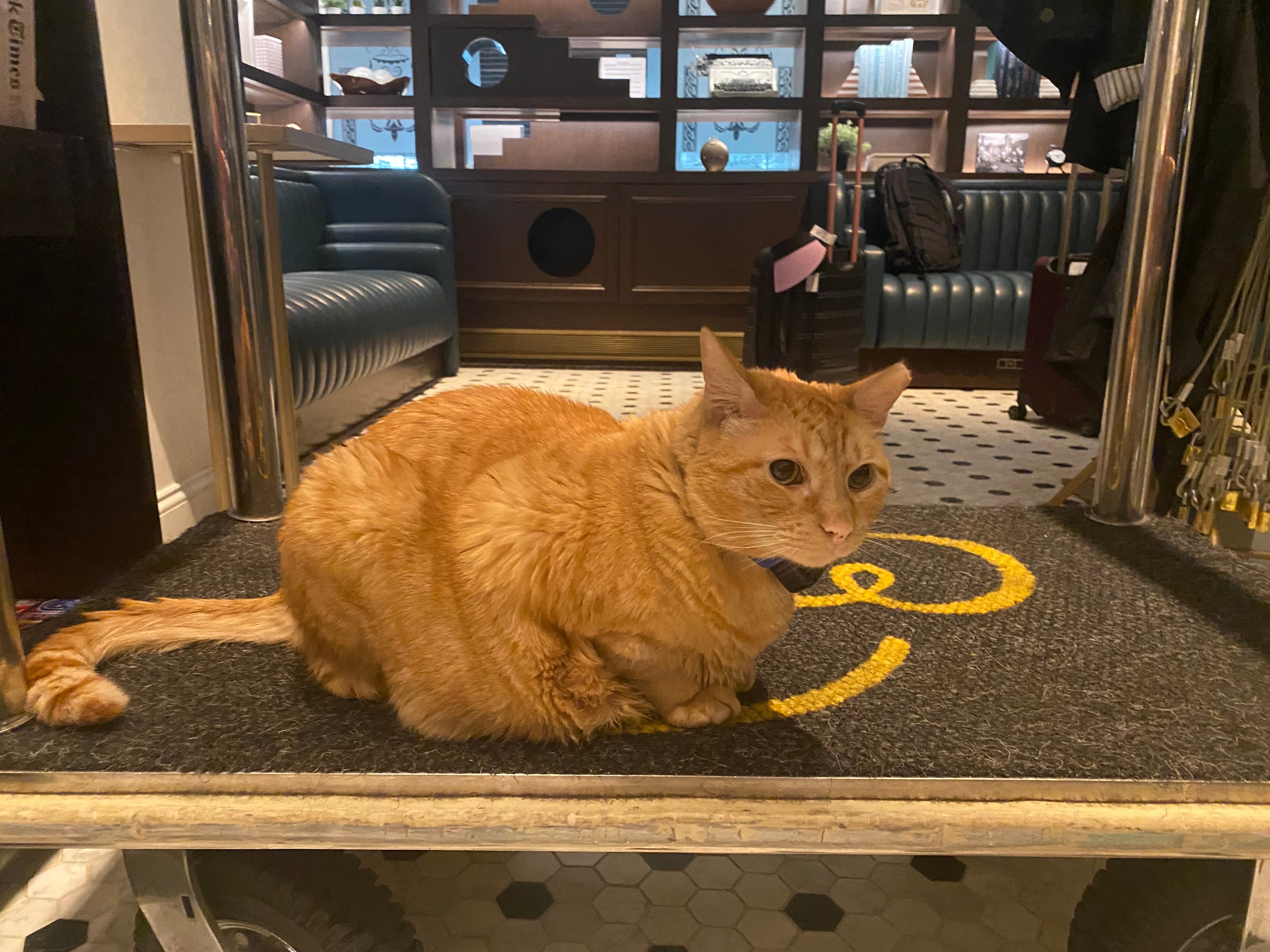 Hamlet the Eighth is the Algonquin’s resident celebrity cat