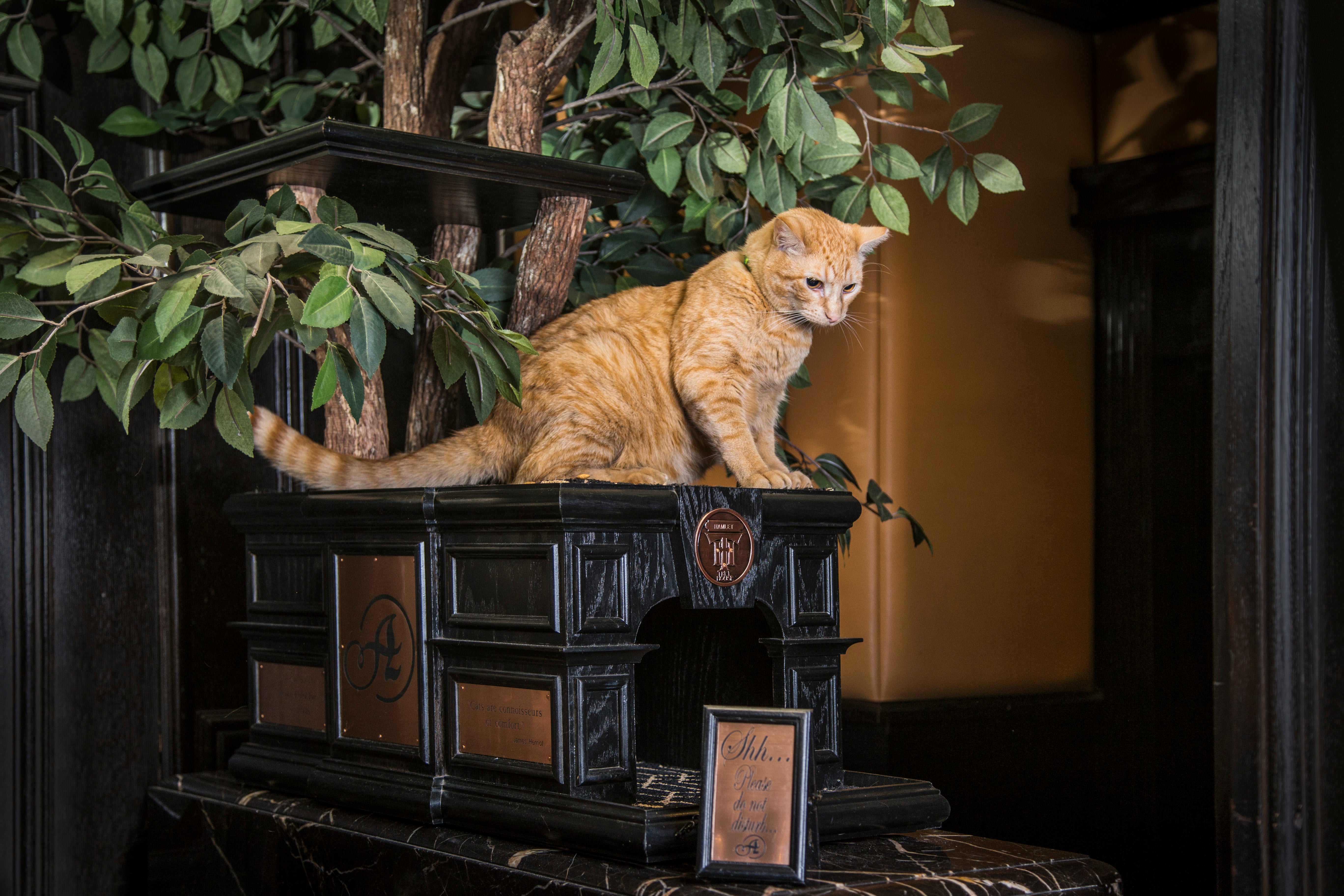 Hamlet the Eighth is one in a long line of Algonquin cats