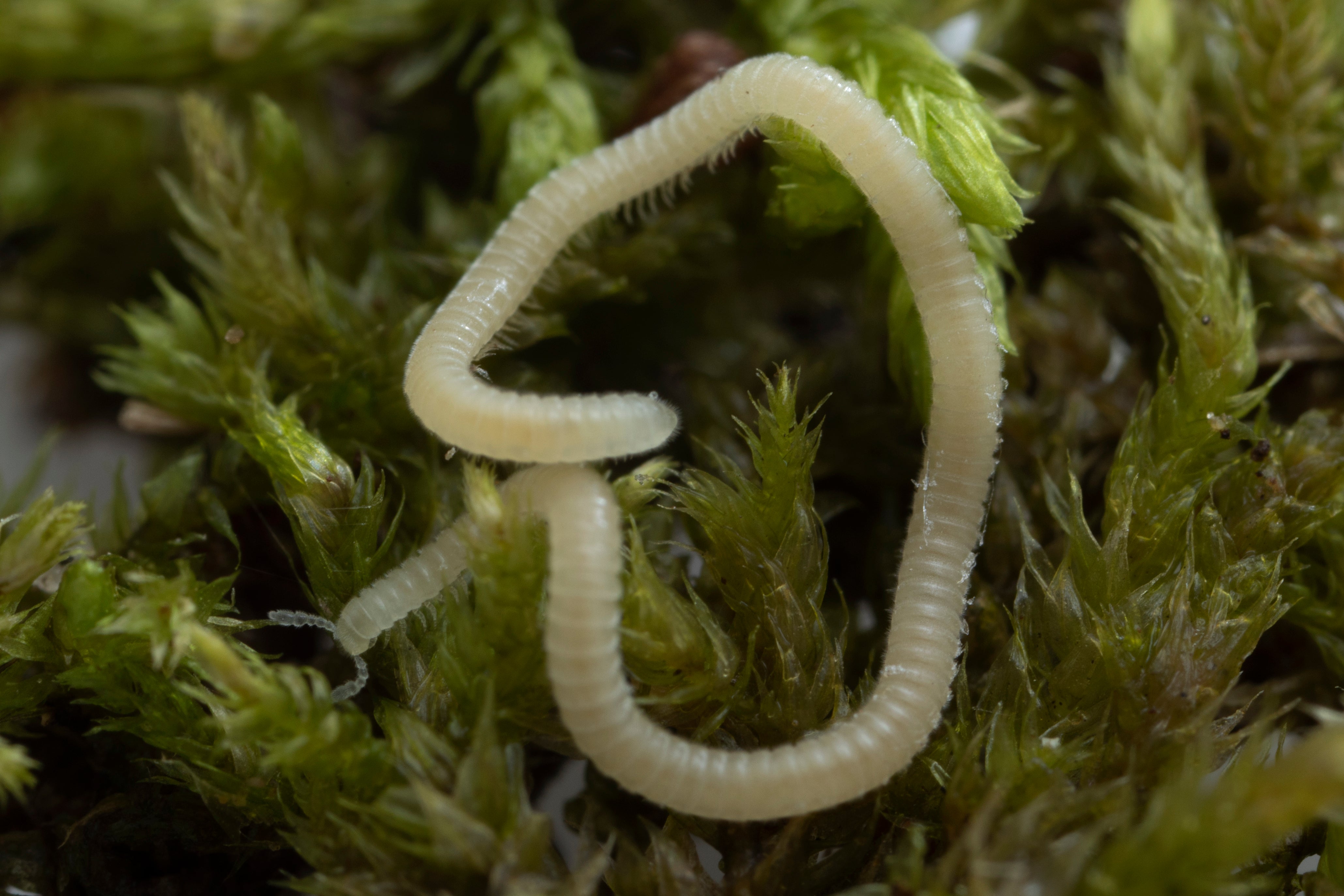 Los Angeles Millipede