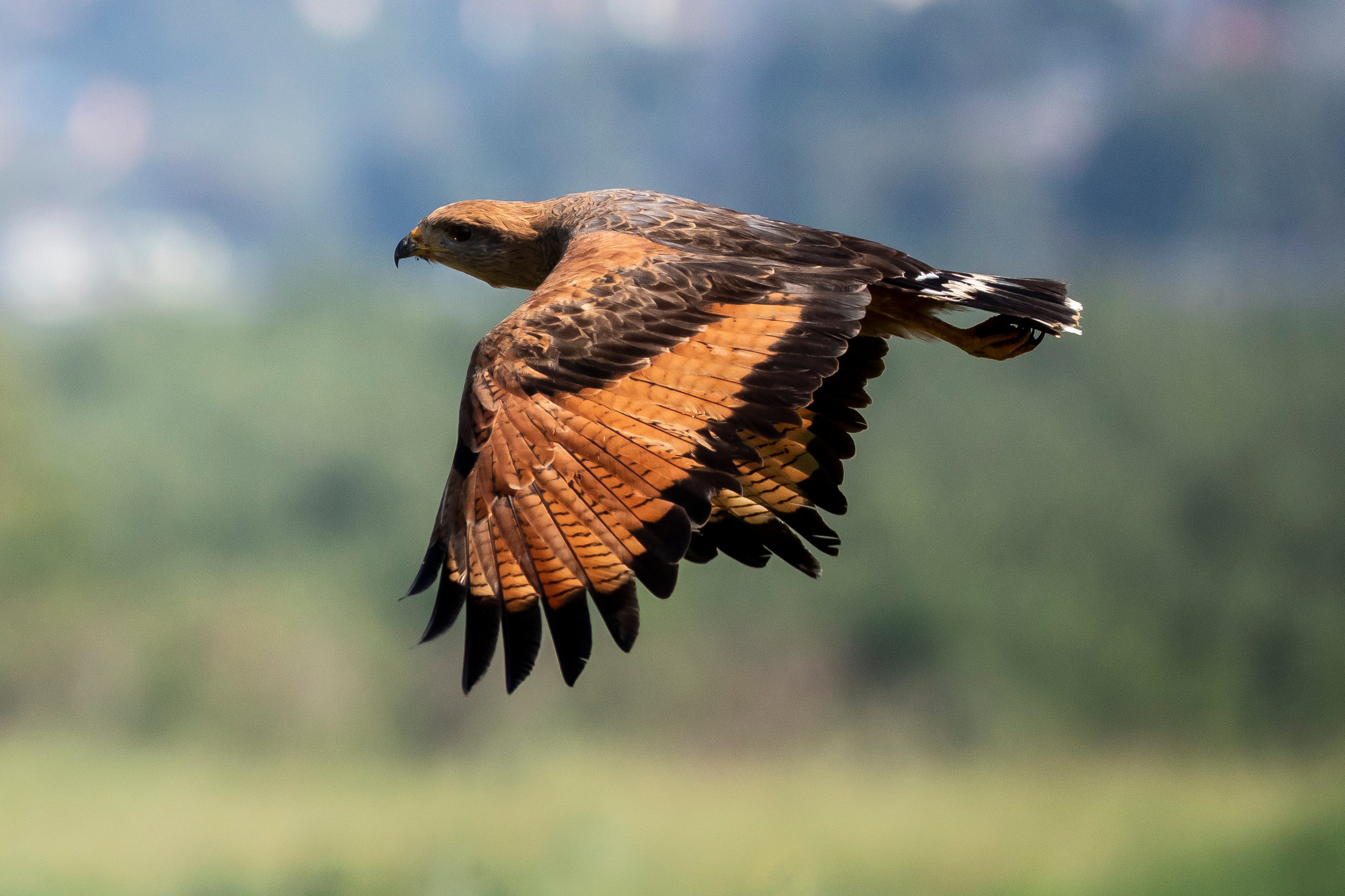Brazil Mangrove Planting Project