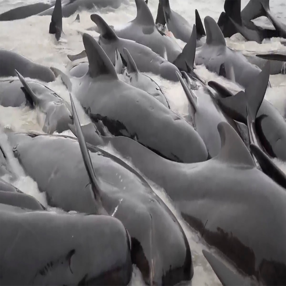 Beached Whale Rescue