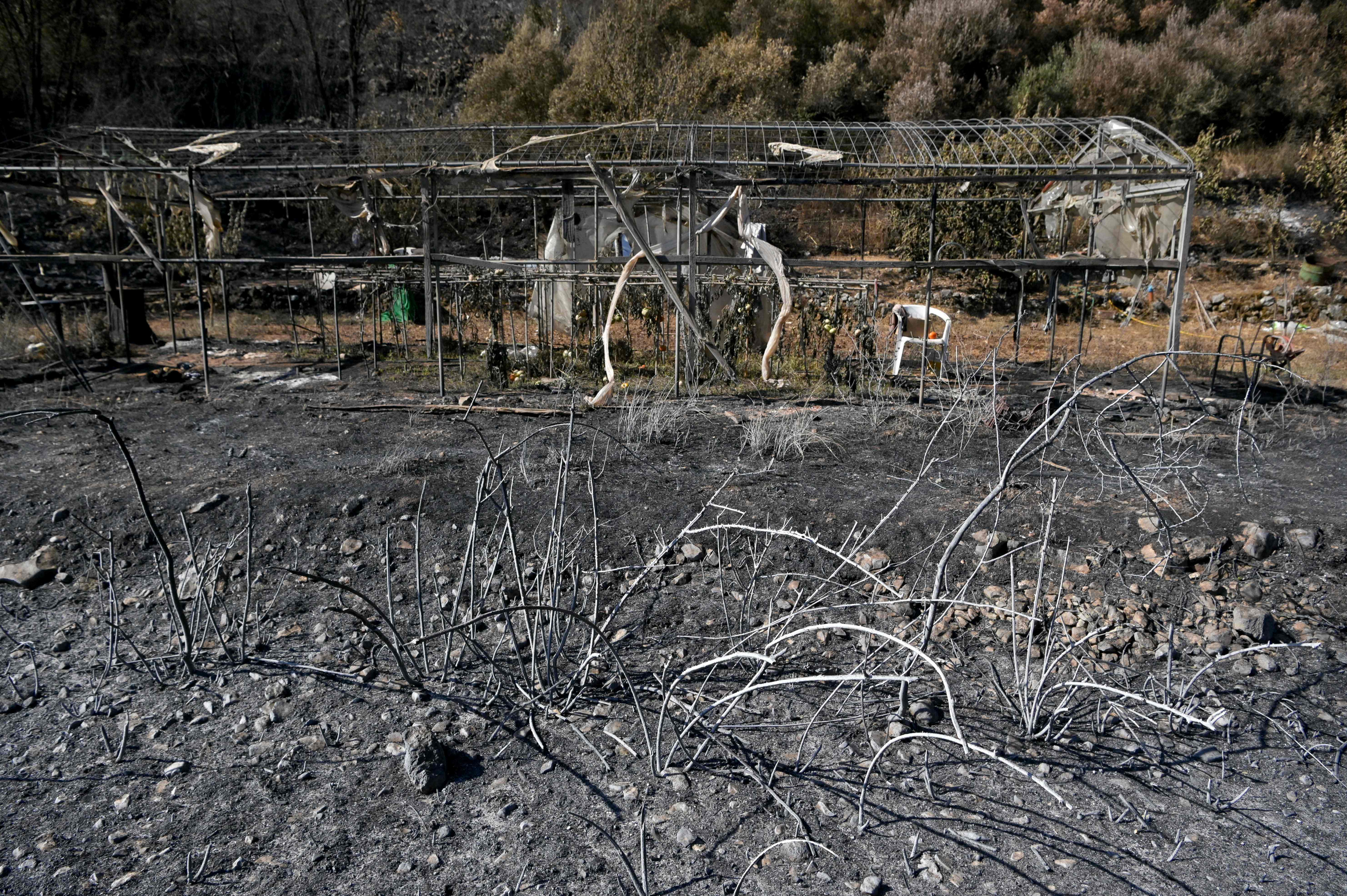 The remains of a green house and charred vegetable plants are pictured at a small farm near the village of Loutses