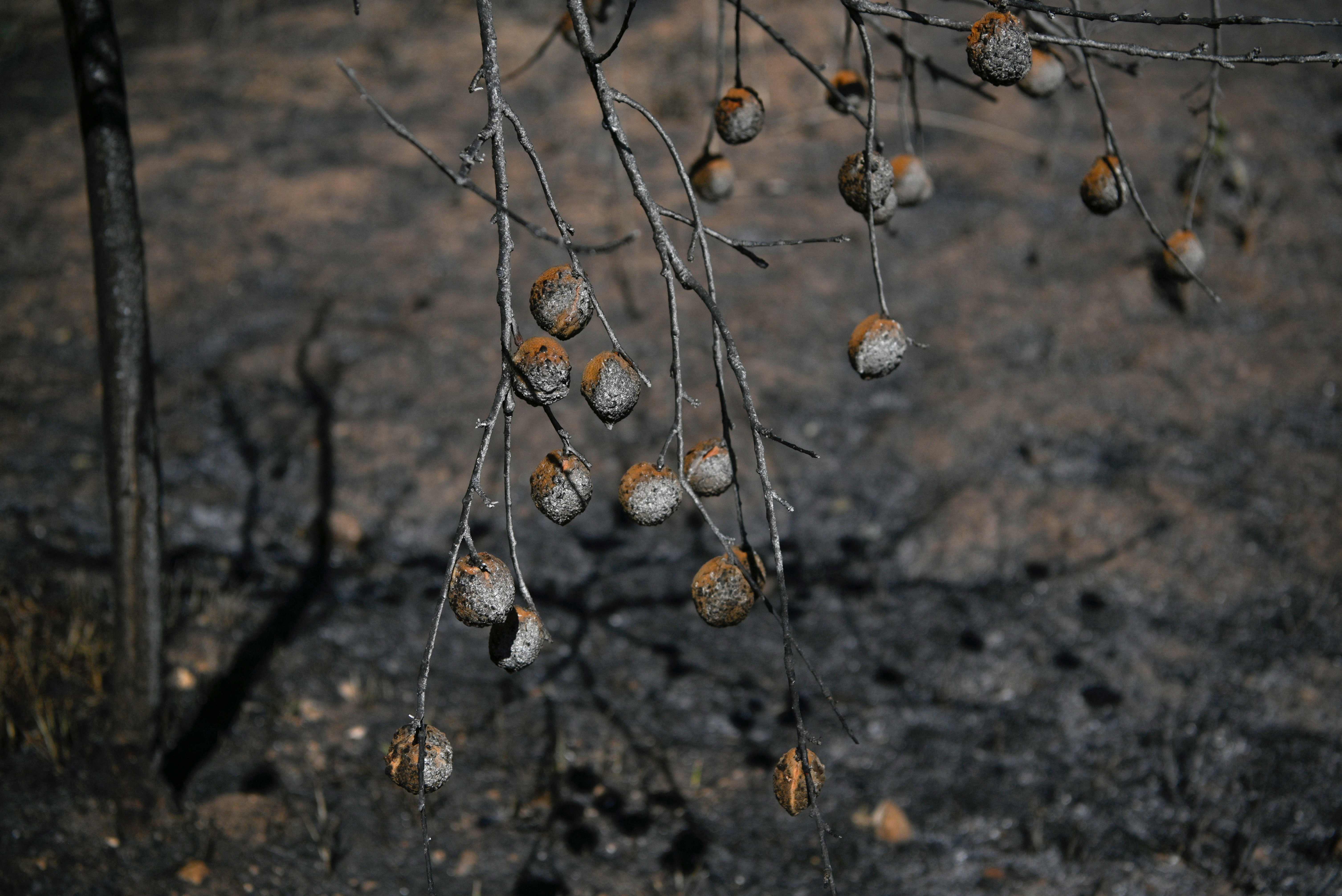 Charred fruit hang on tree branches at a small farm