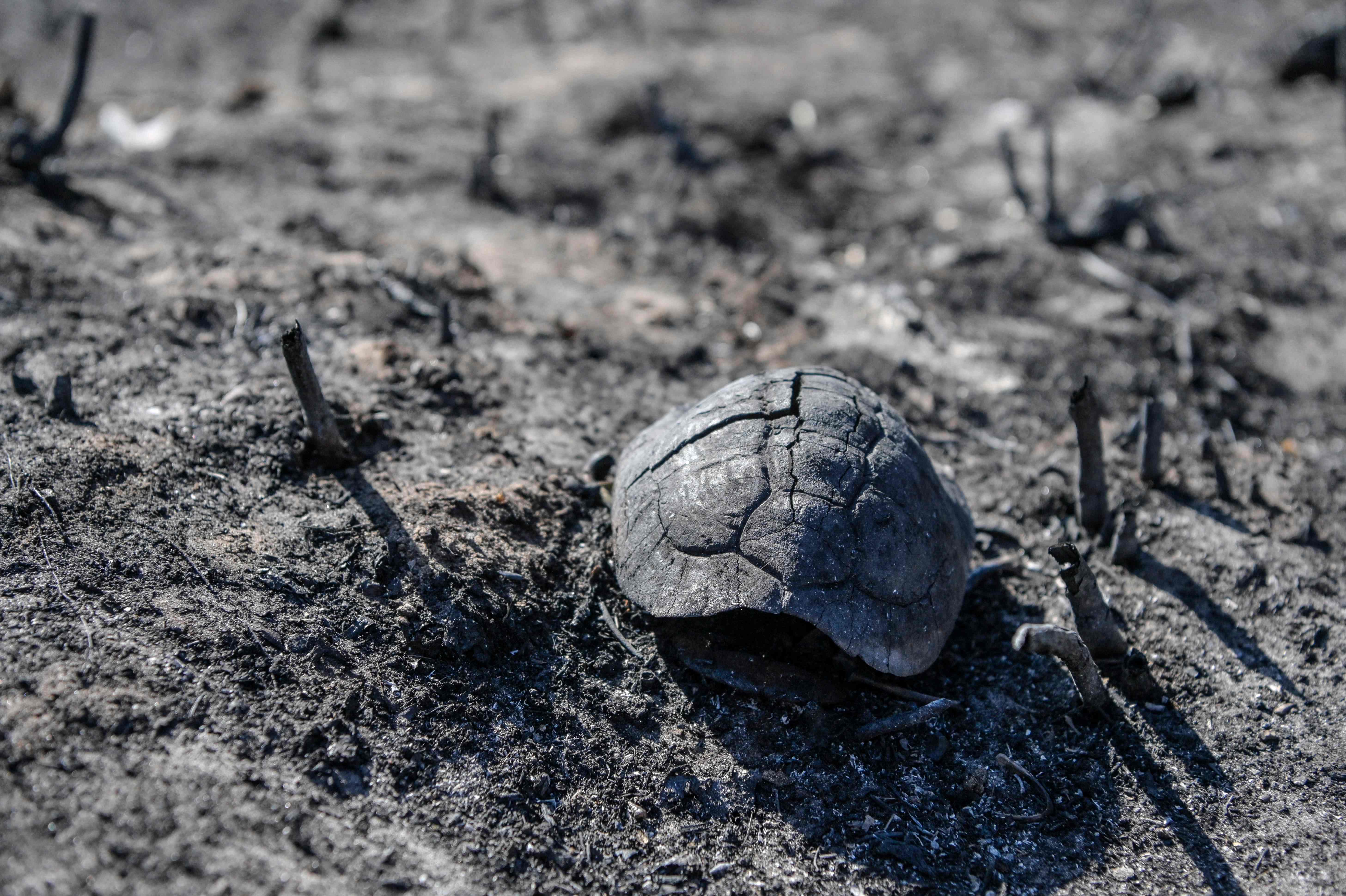 The shell of a tortoise lies on the charred ground near the village of Loutses on the Greek island of Corfu