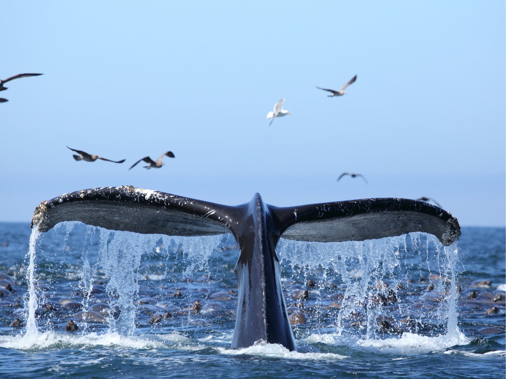 Humpback whales and blue whales can be spotted between May and November
