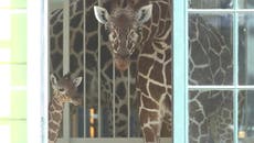 Watch: Newborn giraffe climbs to feet for first time at Vienna zoo