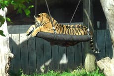 Critically-endangered Sumatran tiger cubs enjoy playtime on swing at London zoo