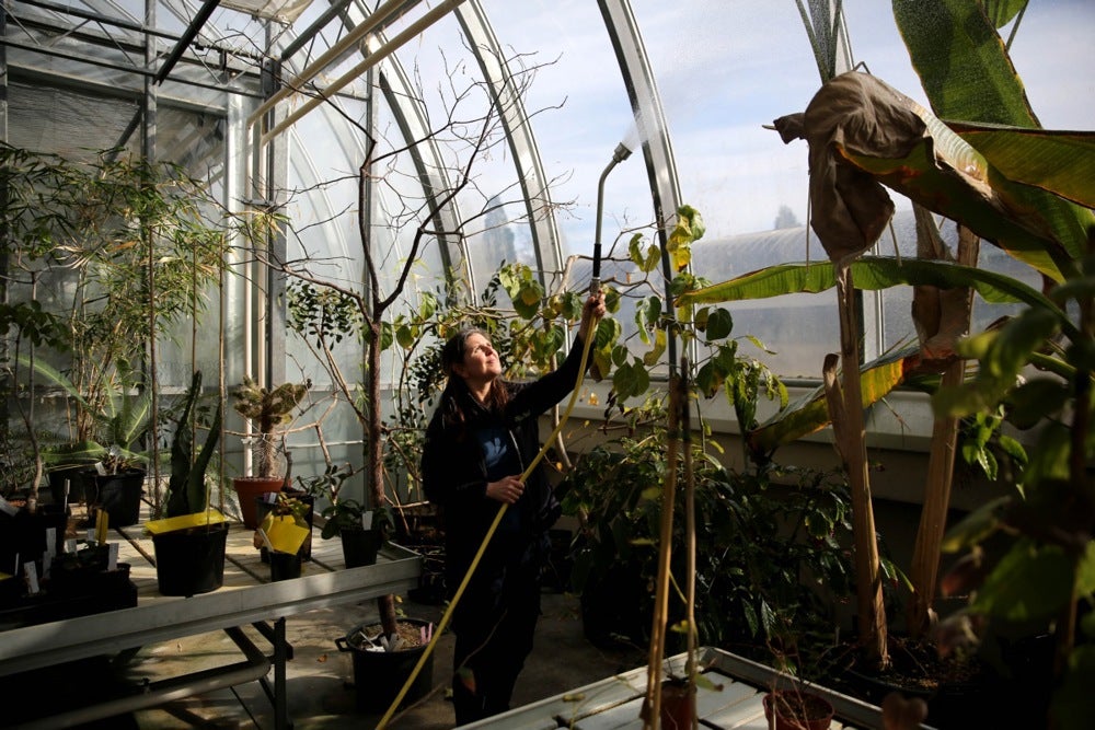 Plants grown from seeds in the collection are watered at the glass house of the Kew Millennium Seed Bank