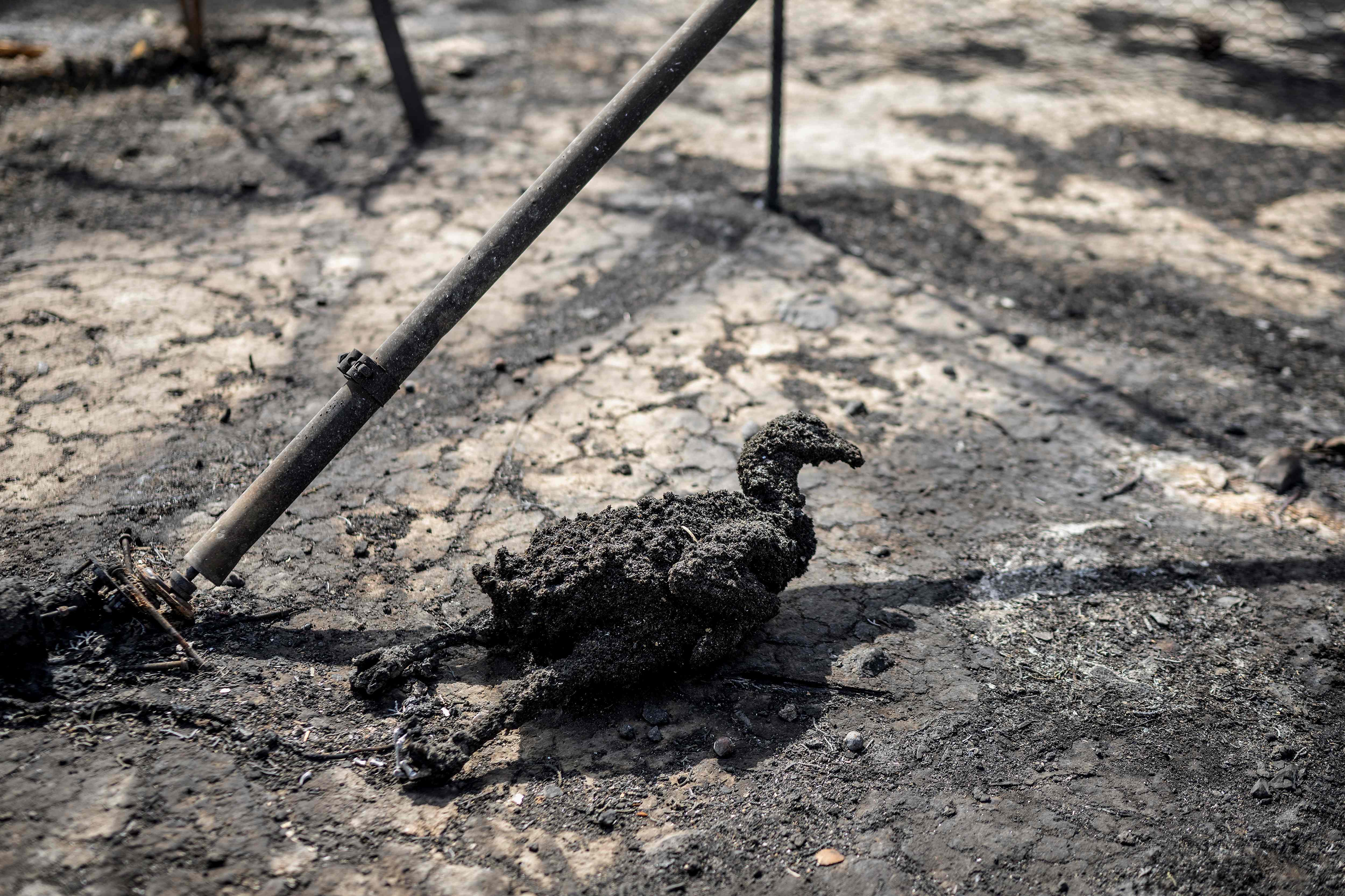 A charred chicken caught in the wild fires is pictured, close to the village of Gennadi, in the southern part of the Greek island of Rhodes