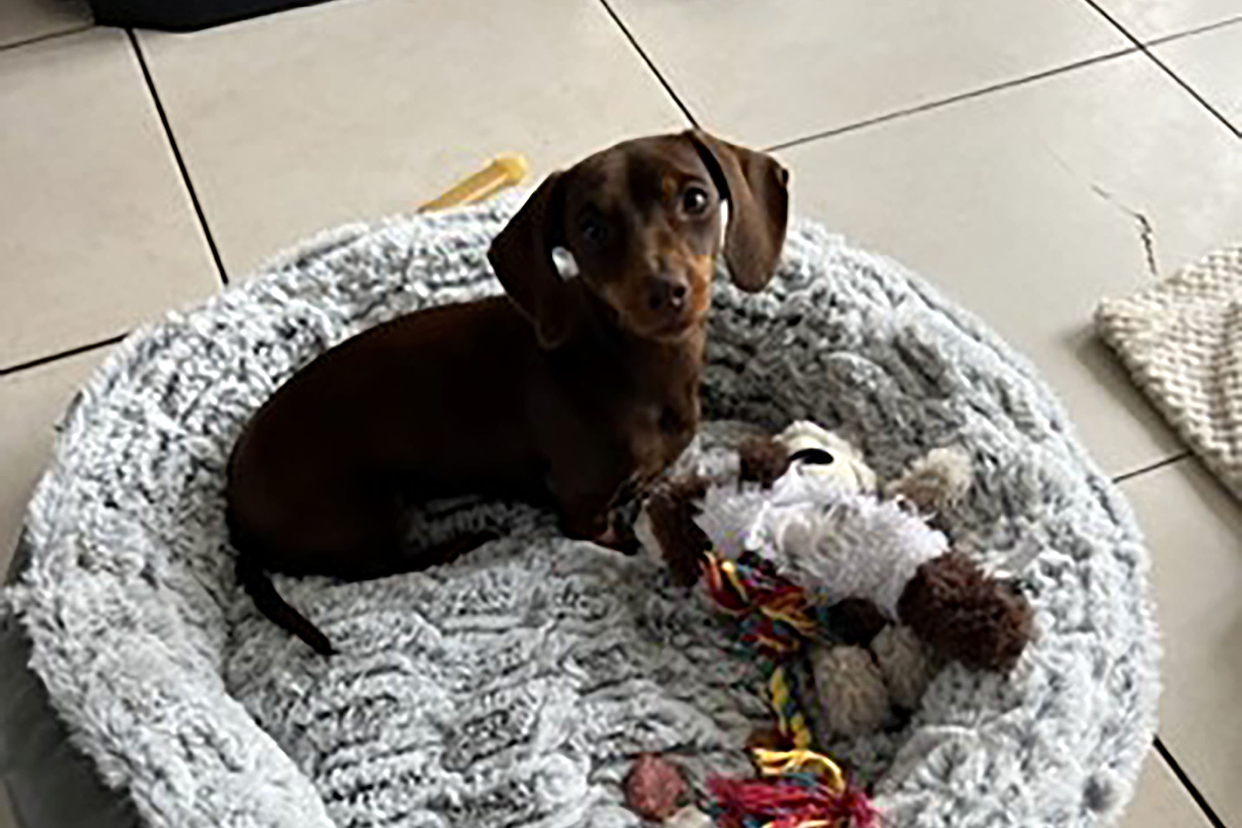 Masked man with hammer steals miniature dachshund from home - Vimarsana News