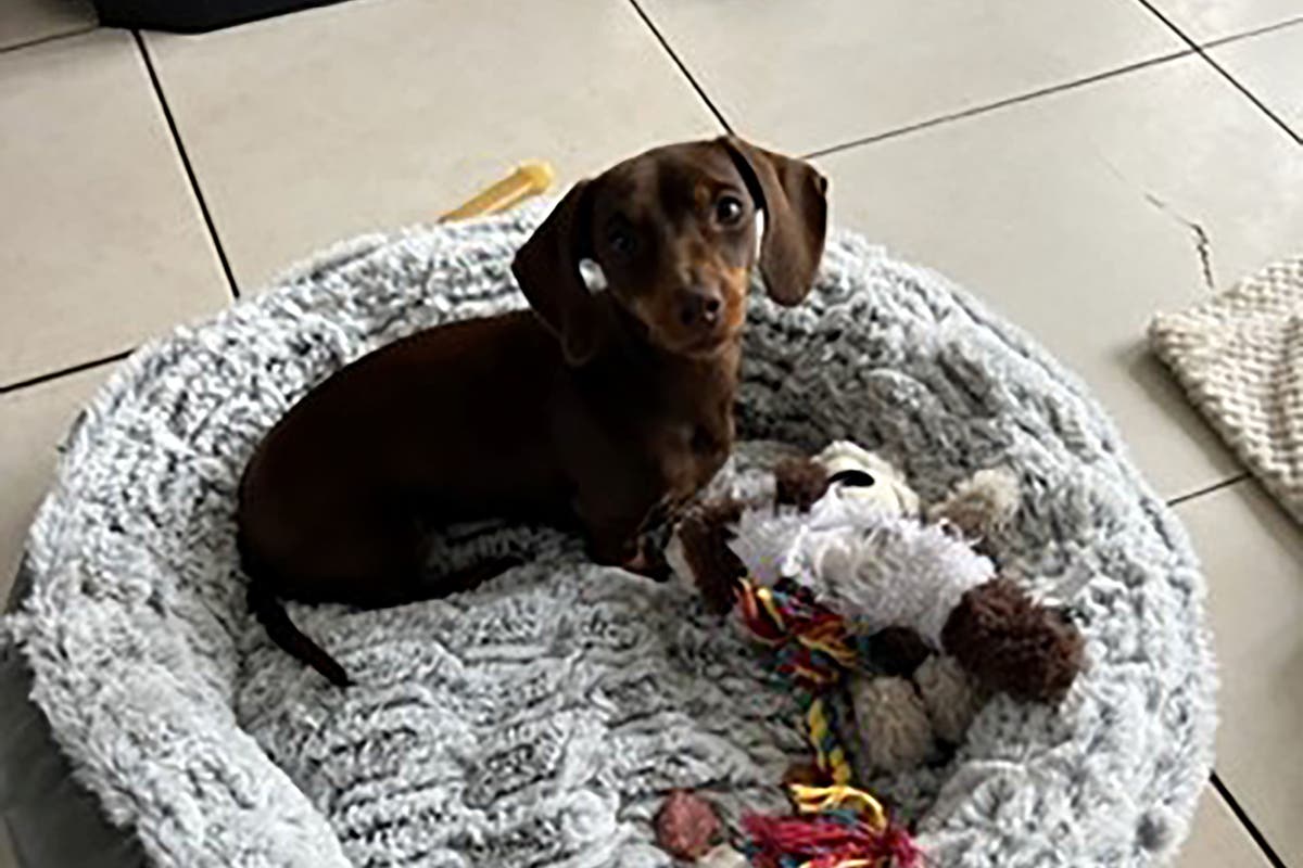 Police looking for masked man with hammer stealing dachshund: &lsquo;Want to see safe return of Twiglet&rsquo;