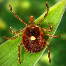 Tick bites can trigger a meat allergy in humans. The CDC says it’s only becoming more common