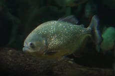 Red-bellied piranhas return to Chester Zoo after 30-year absence