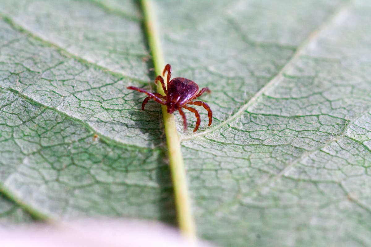 What is alpha-gal syndrome, the meat allergy caused by a tick bite ...