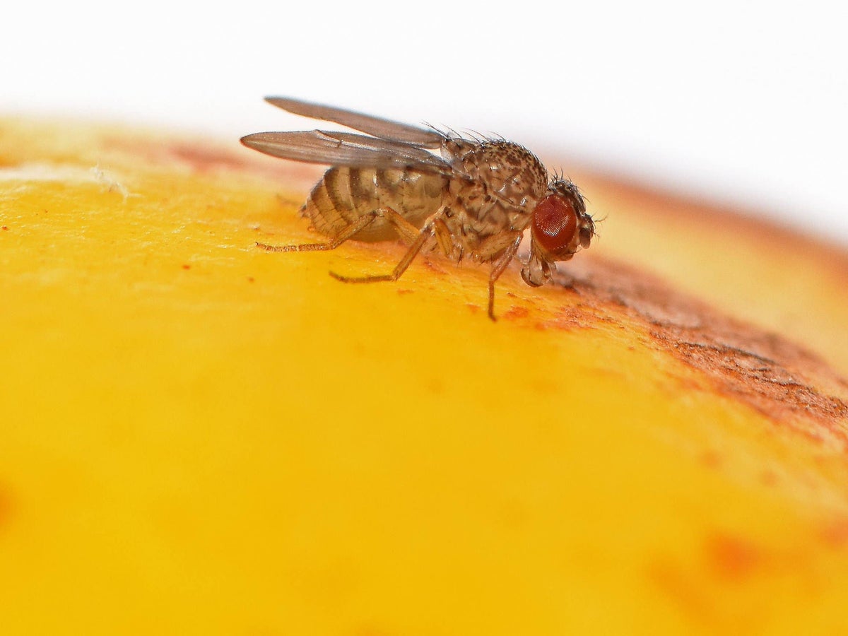 New invasive fruit fly found in California