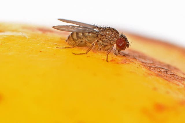 <p>A fruit fly</p>
