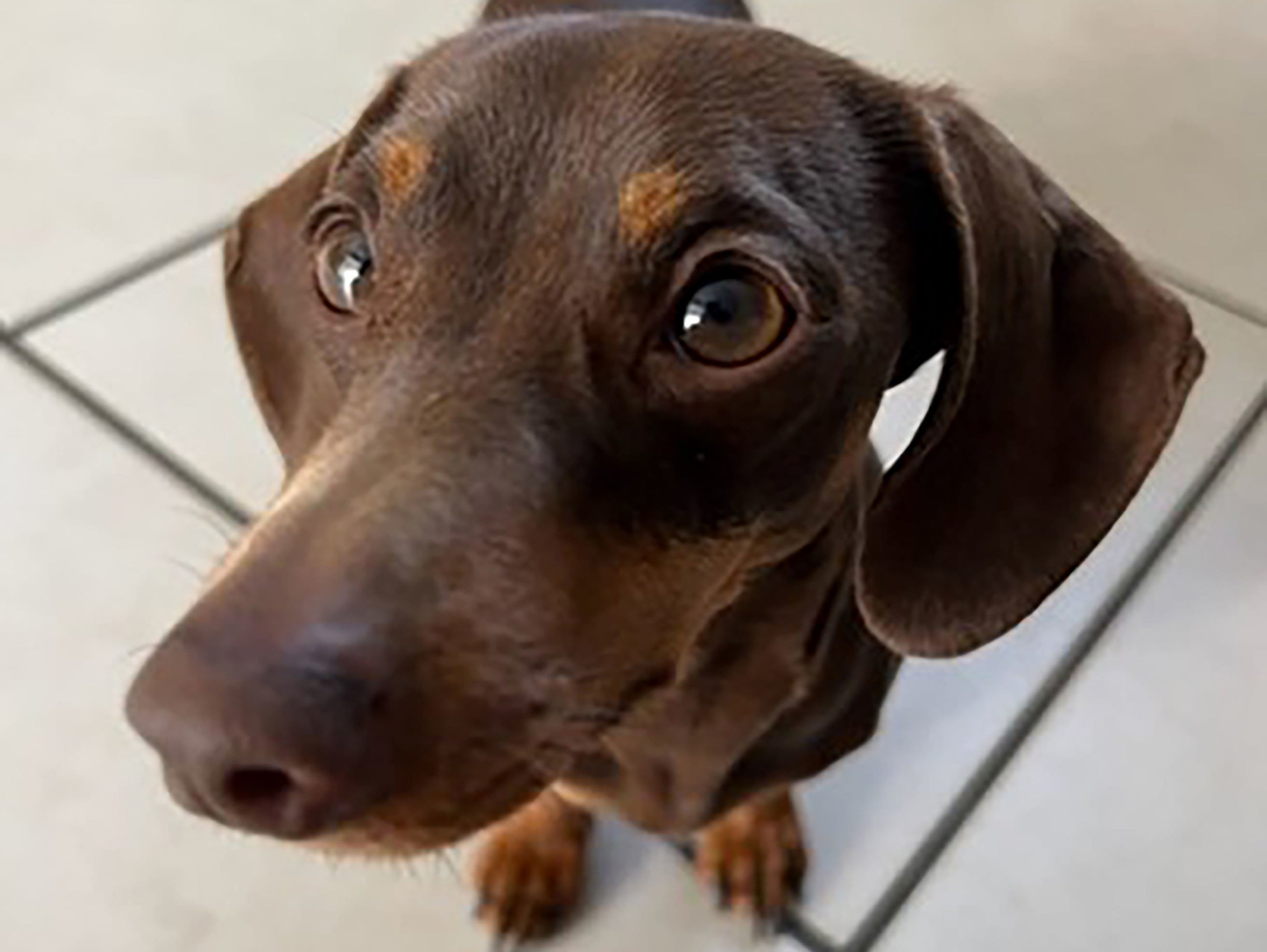 Twiglet was reunited with her owner after a member of the public spotted her being advertised for sale