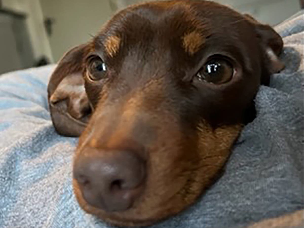 Man arrested over &lsquo;dognapping&rsquo; of Twiglet the Dachshund during burglary