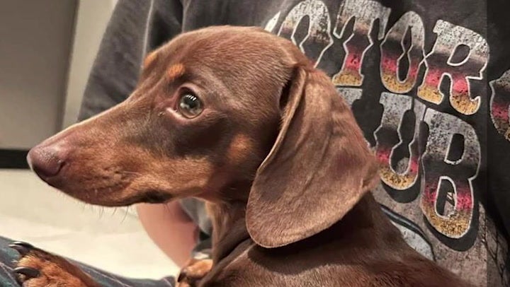 Distressing moment dachshund stolen from Essex home by masked thief