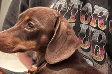 Distressing moment dachshund stolen from Essex home by masked thief