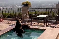Bear found cooling off in swimming pool in Southern California amid searing summer heat