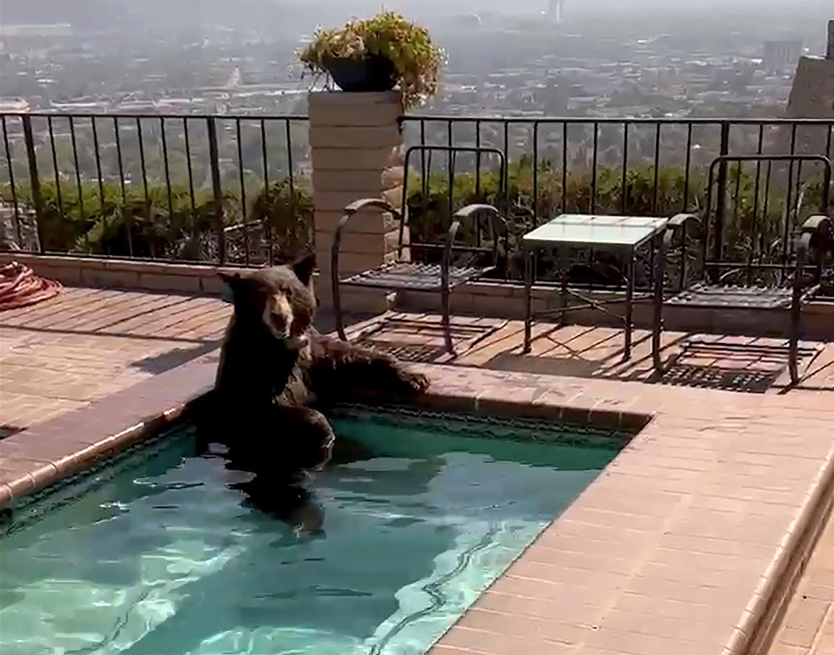 Bear found cooling off in swimming pool in Southern California amid searing summer heat