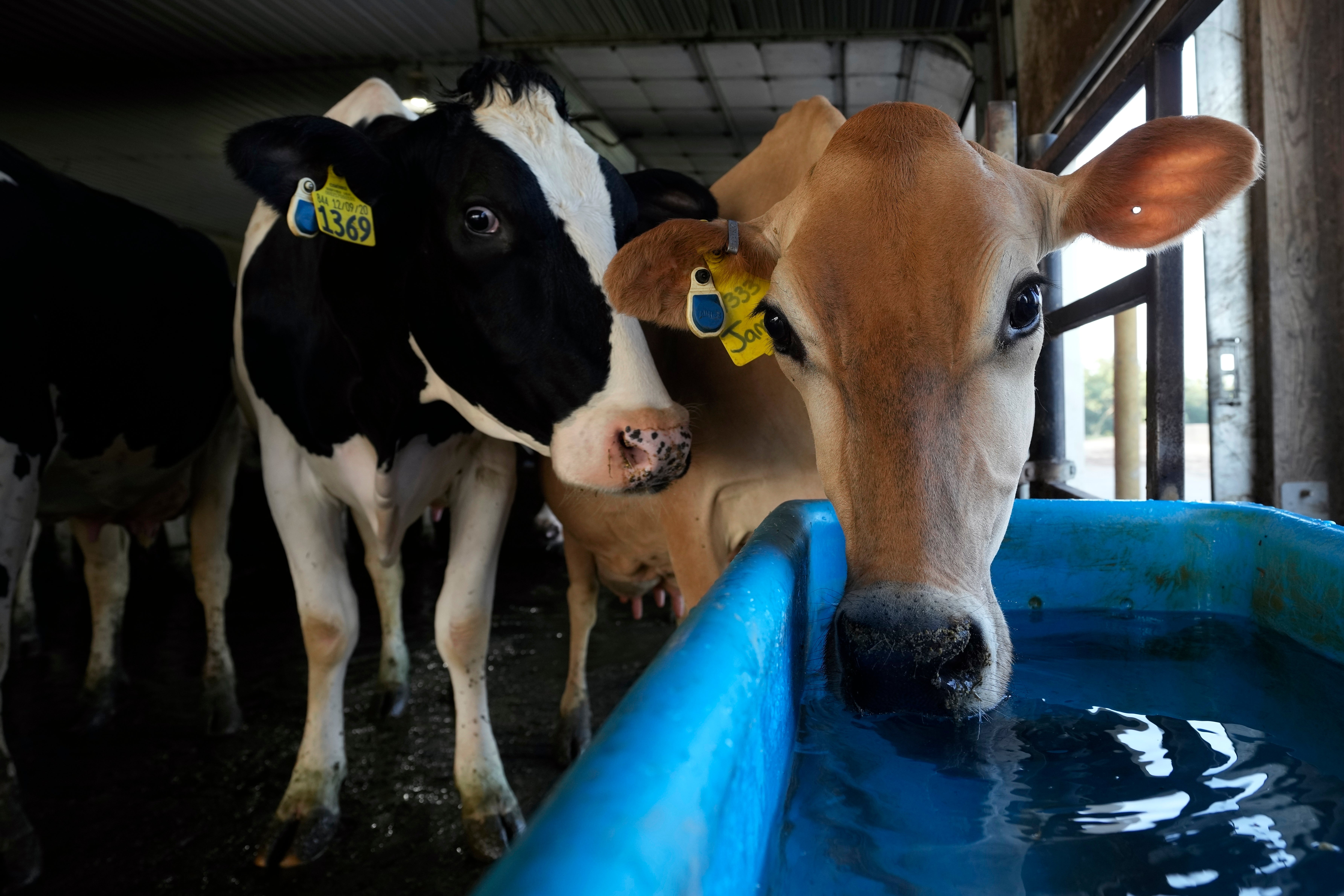 The fly is not picky with the animals it infects - although its infestation is devastating for cattle farmers