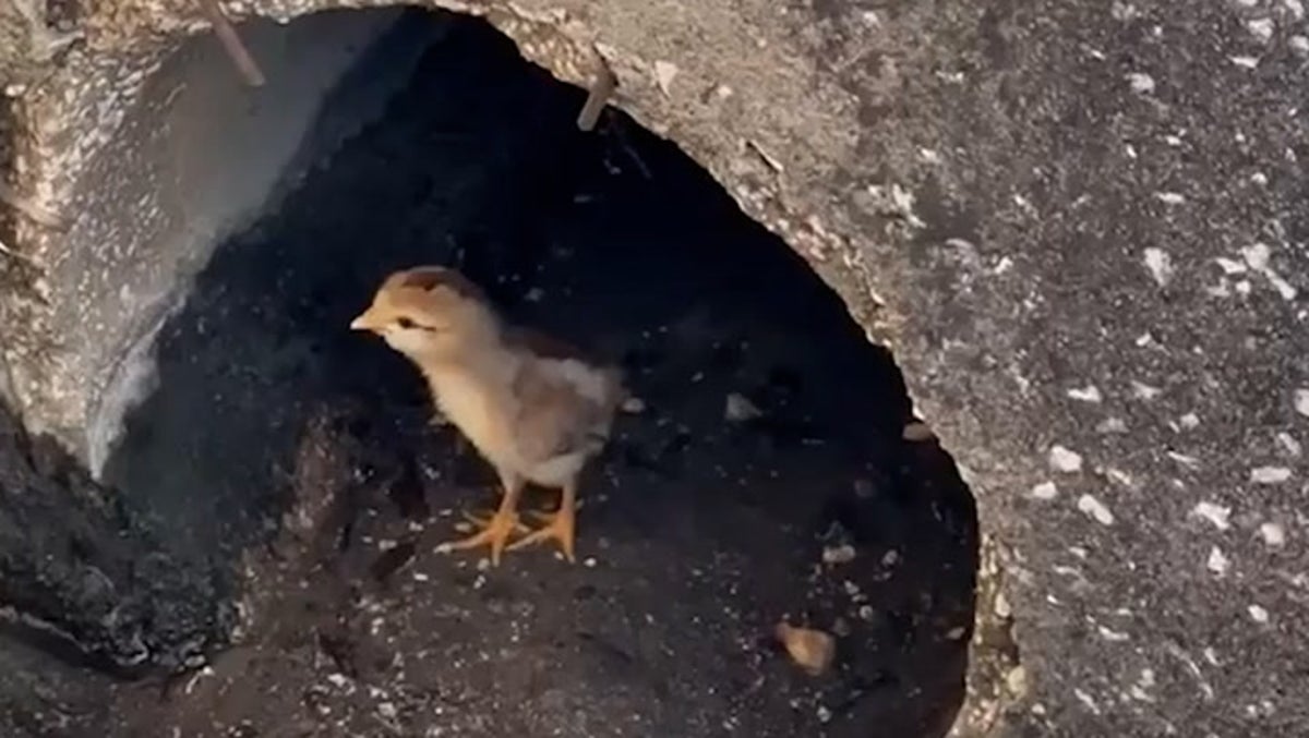 Chick rescued from storm drain and reunited with mother hen