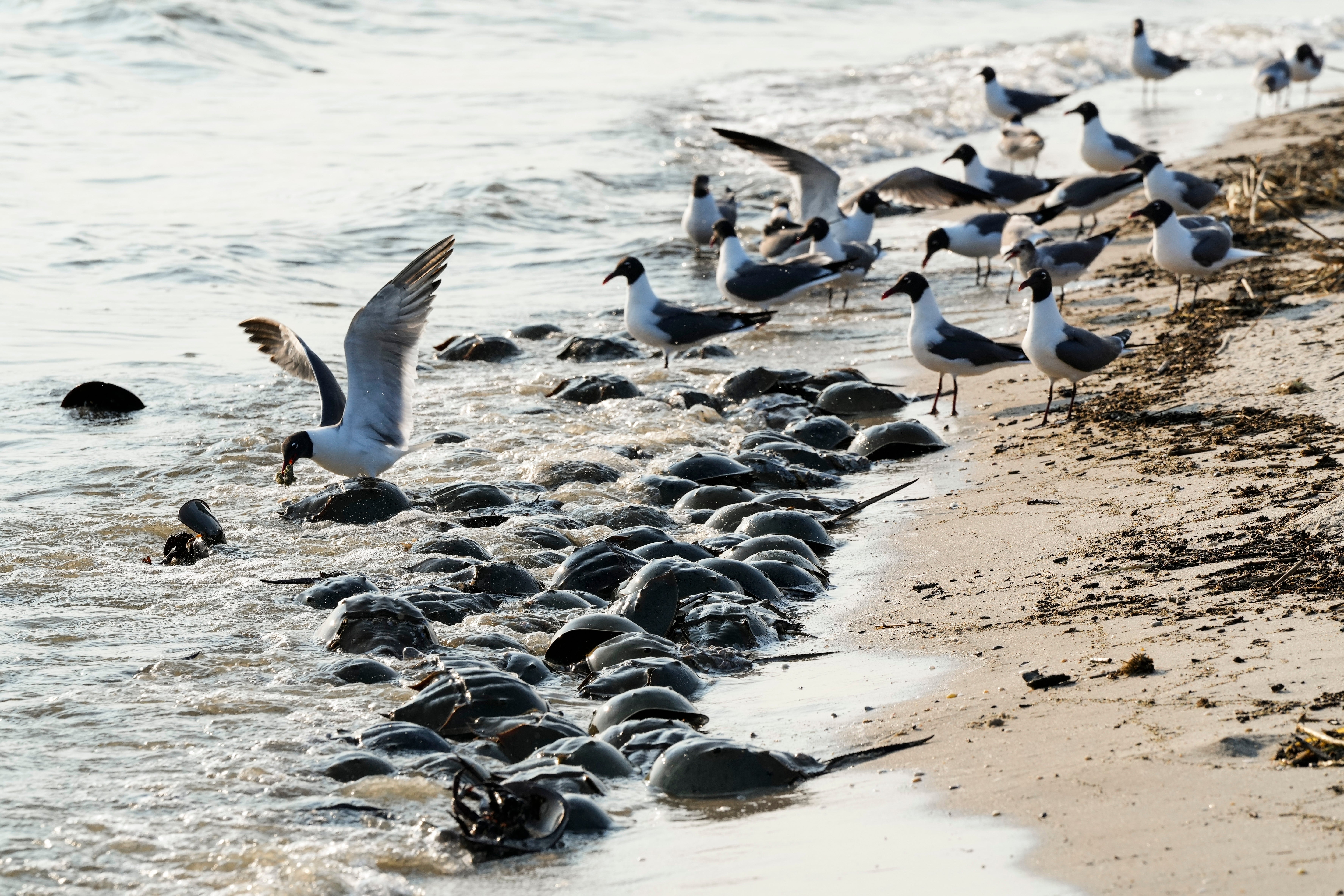 Gulls gather around horseshoe crabs spawning at Reeds Beach in Cape May Court House