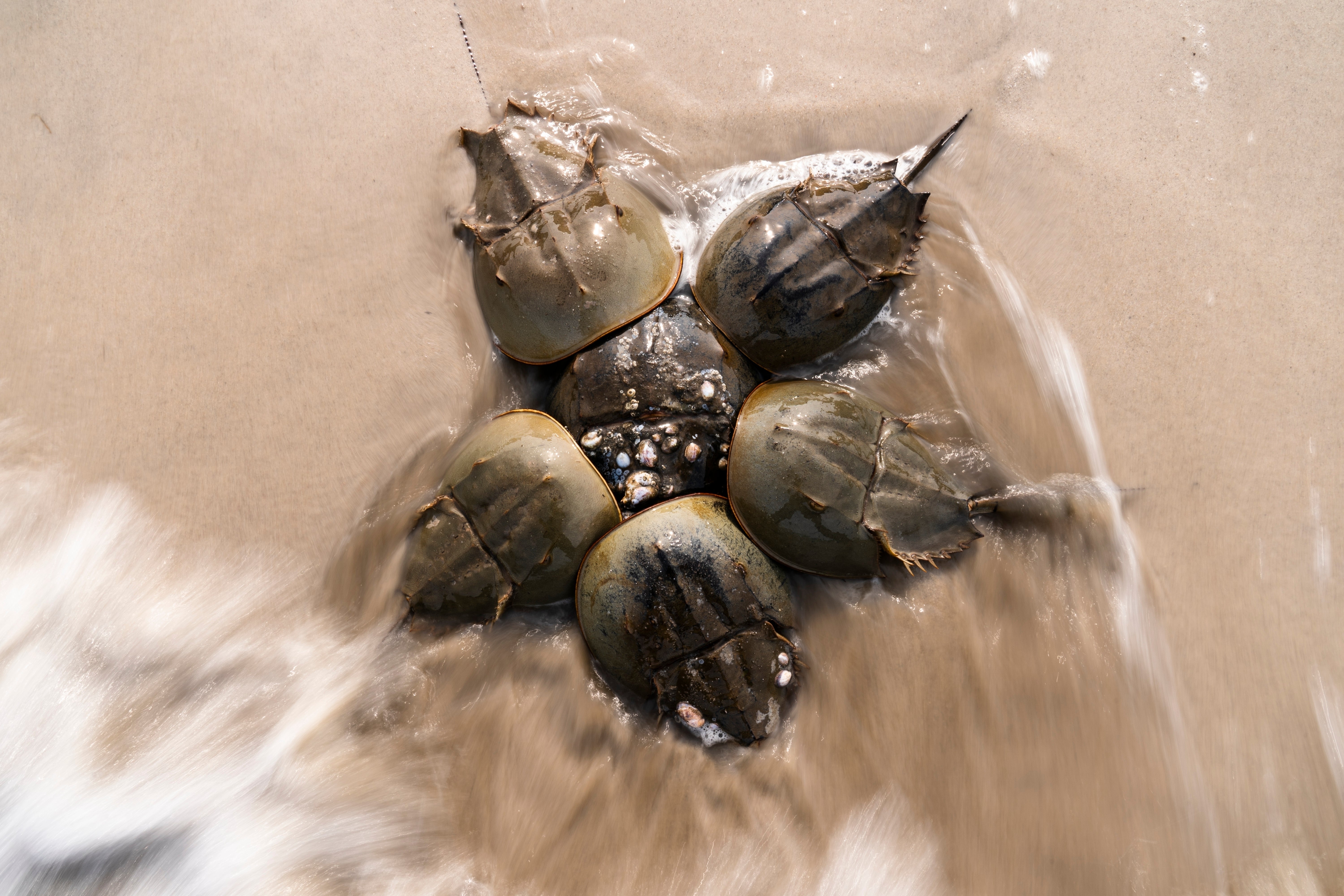 Horseshoe Crabs spawn during at Pickering Beach in Dover