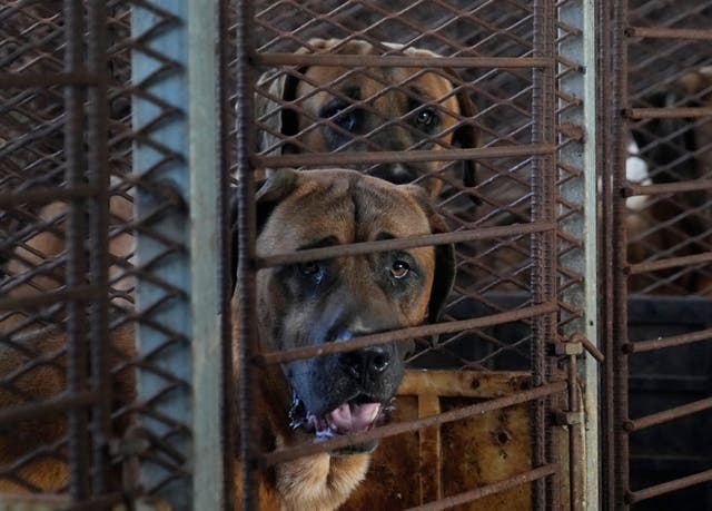 <p>Dogs are seen in a cage at a dog farm in Pyeongtaek, South Korea</p>
