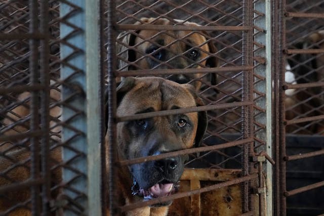 <p>Dogs are seen in a cage at a dog farm in Pyeongtaek, South Korea</p>