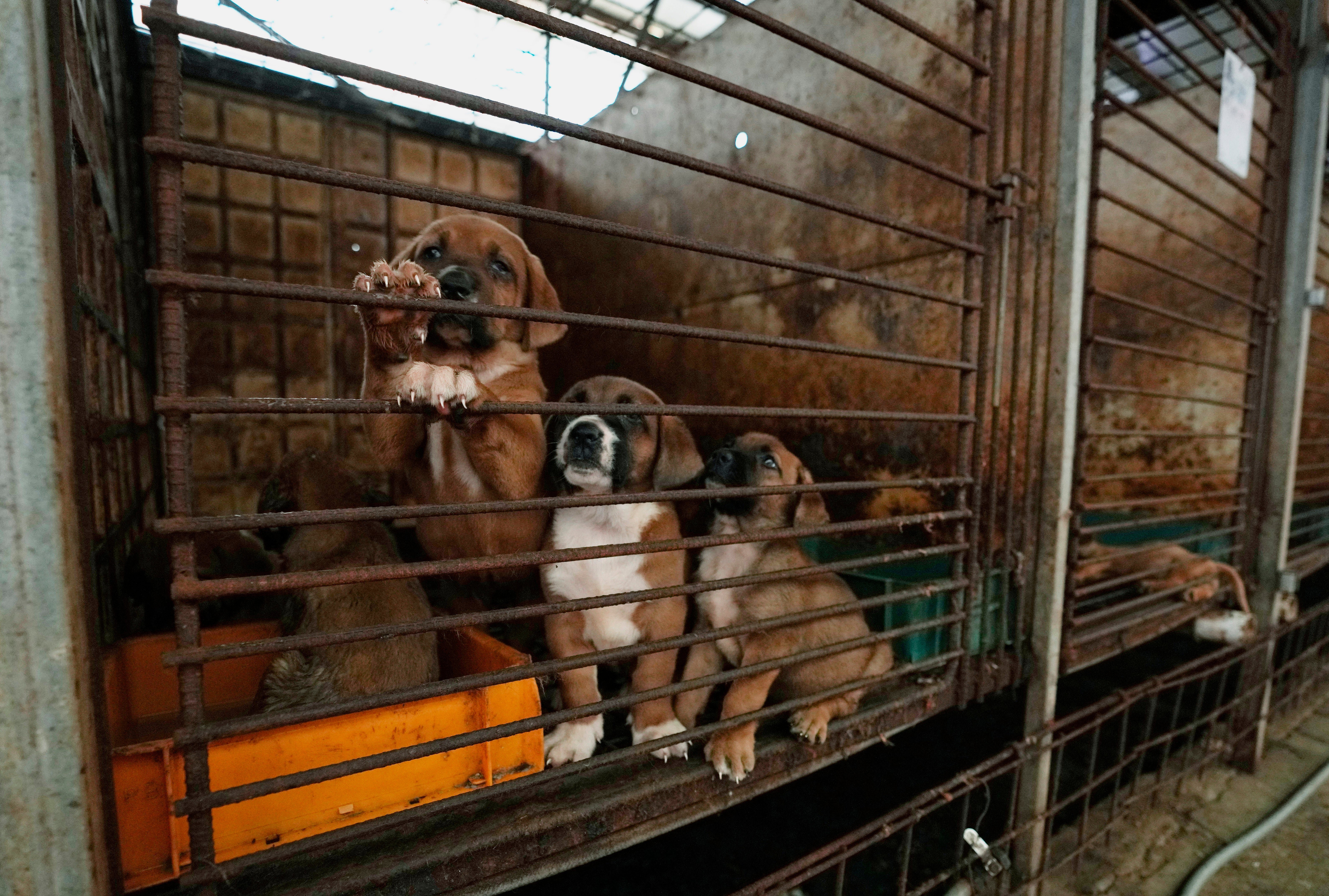 South Korean dog meat farmers push back against growing moves to outlaw their industry The Independent