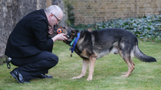 Tributes paid to ‘hero’ ex-police dog stabbed protecting handler as he dies aged 14