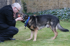 Tributes paid to ‘hero’ ex-police dog stabbed protecting handler as he dies aged 14
