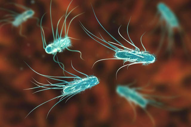 A popular children’s adventure farm park in Surrey has been closed temporarily due to an outbreak of E.coli at the start of the school holidays (Alamy/PA)