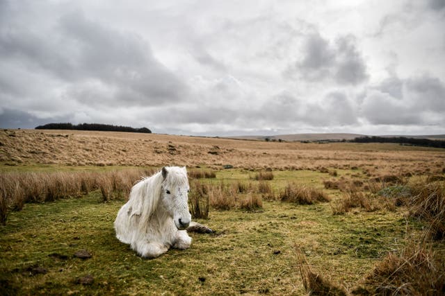 A wild pony rests on a grassy patch after a downpour on Dartmoor (PA)